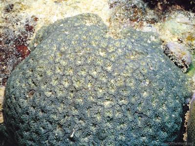 CotW: Parasimplastrea omanensis