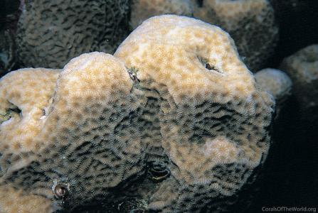 CotW: Pavona bipartita