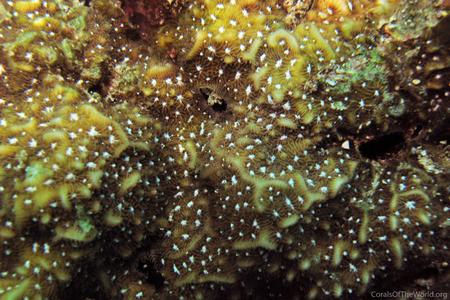 CotW: Pavona chiriquiensis