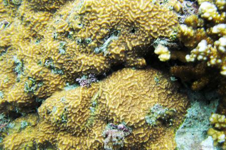 CotW: Pavona chiriquiensis