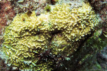 CotW: Pavona chiriquiensis