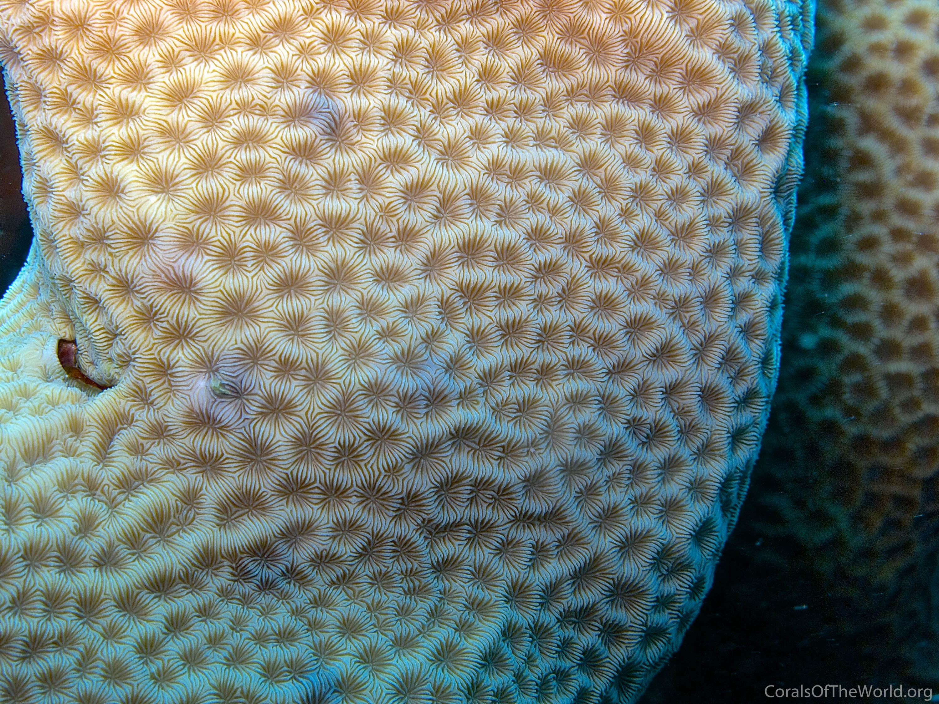 Pavona clavus