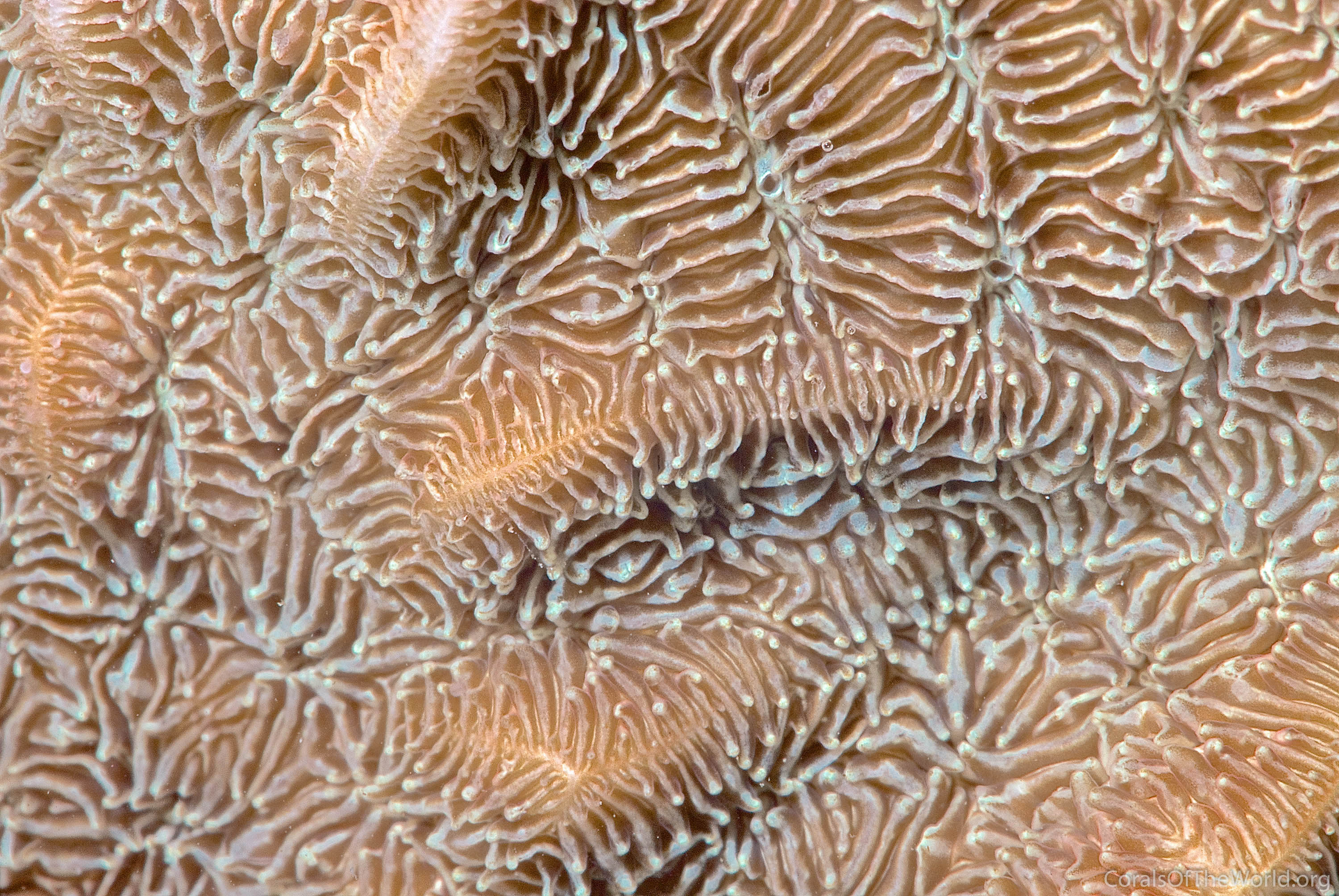 Image from Corals of the World: Pavona decussata