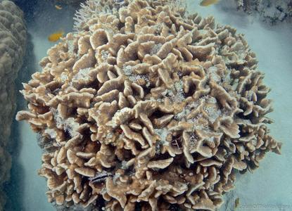 CotW: Pavona decussata