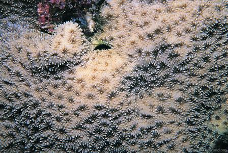 CotW: Pavona diffluens