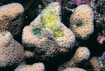 CotW: Pavona diffluens