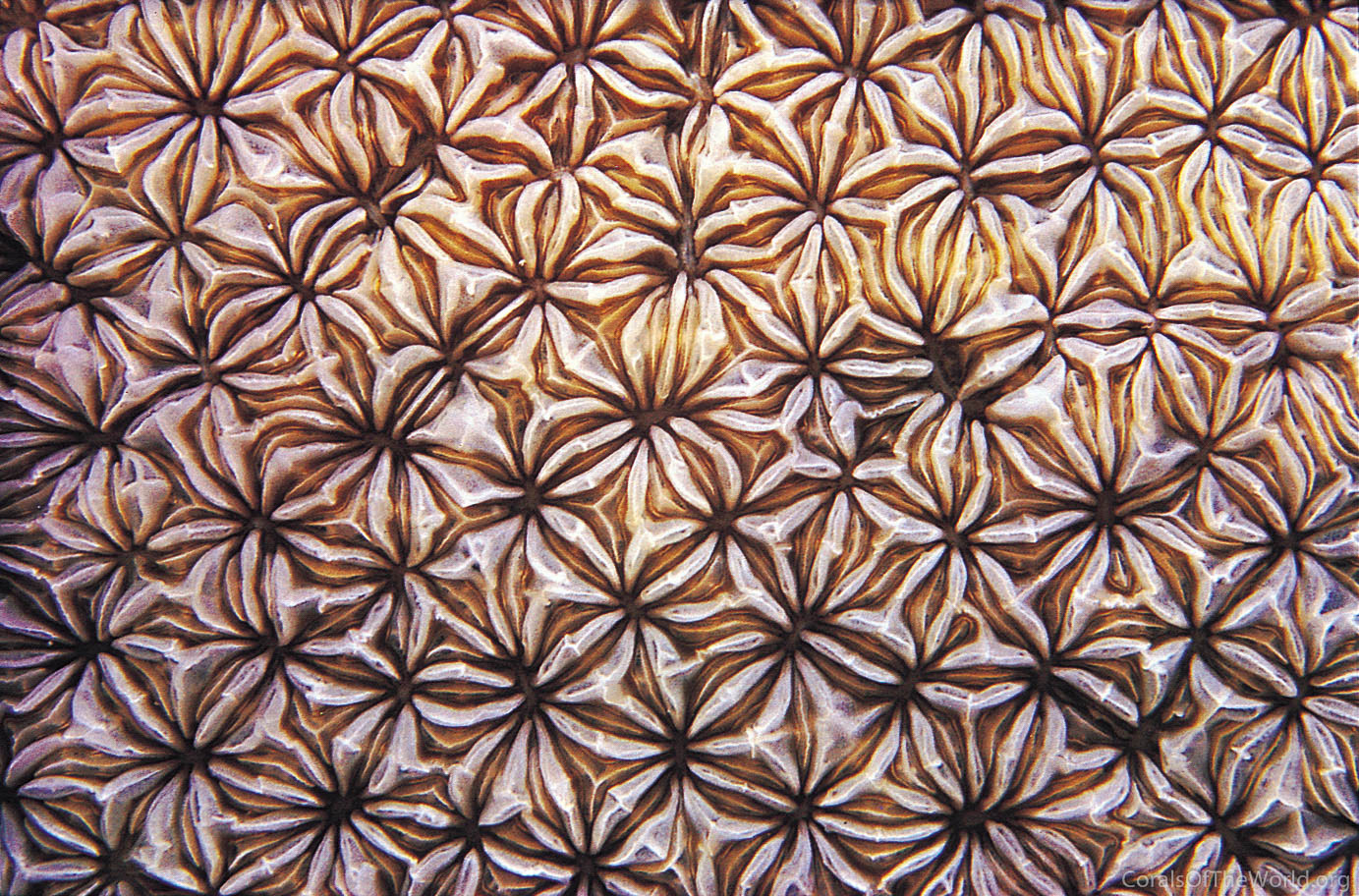 Image from Corals of the World: Pavona duerdeni