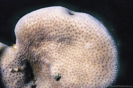 CotW: Pavona duerdeni