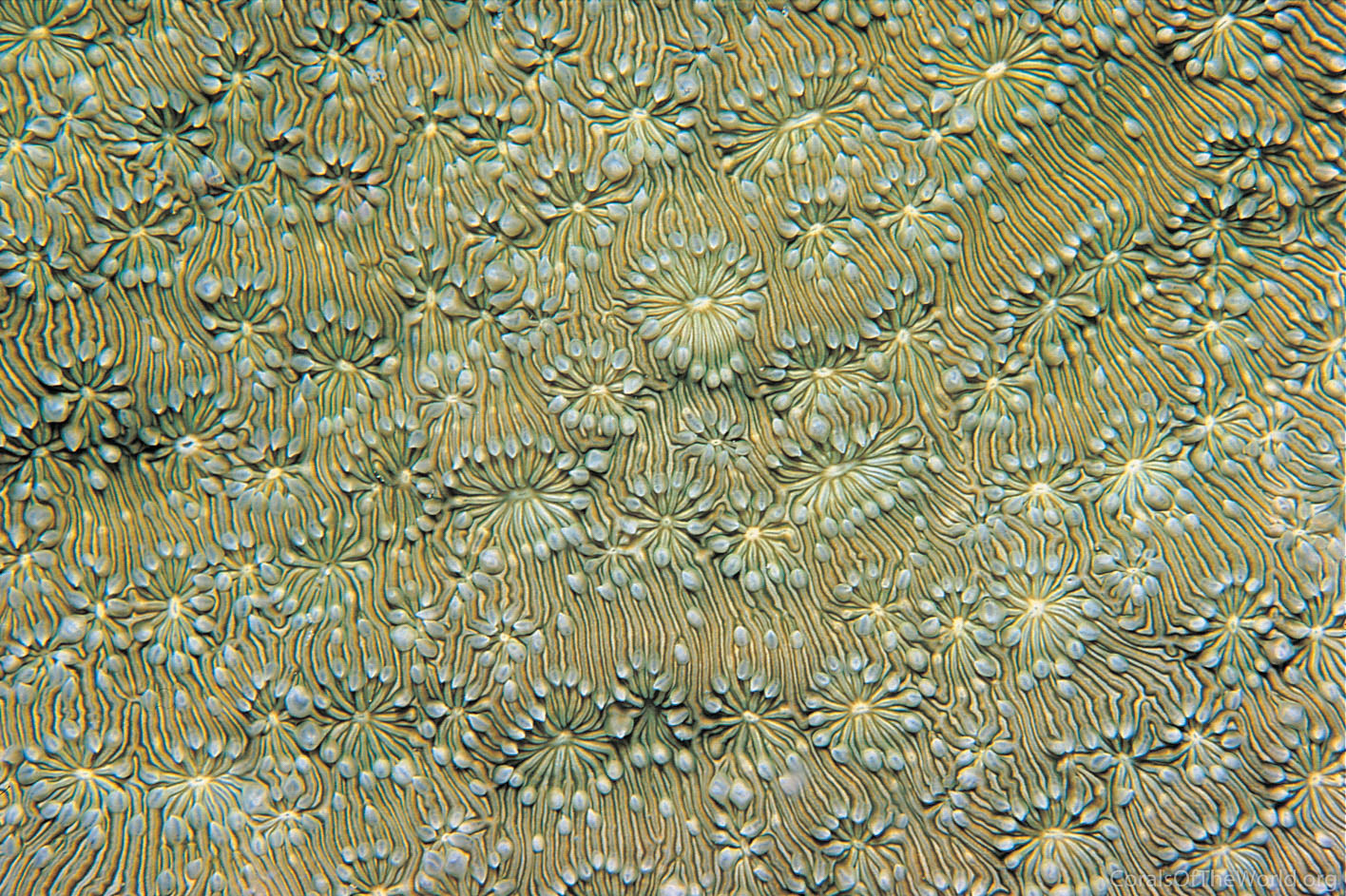 Image from Corals of the World: Pavona explanulata