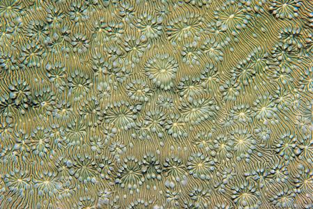 CotW: Pavona explanulata