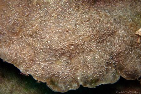 CotW: Pavona explanulata