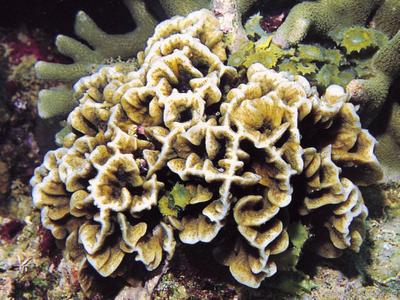 CotW: Pavona frondifera
