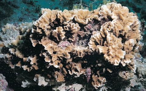 CotW: Pavona frondifera
