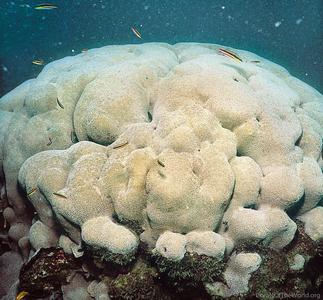 CotW preview: Pavona gigantea