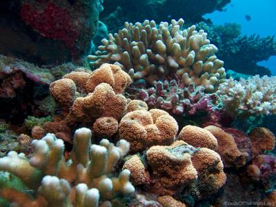 CotW preview: Pavona maldivensis