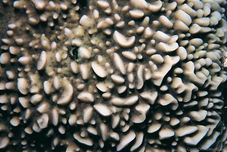 CotW: Pavona varians