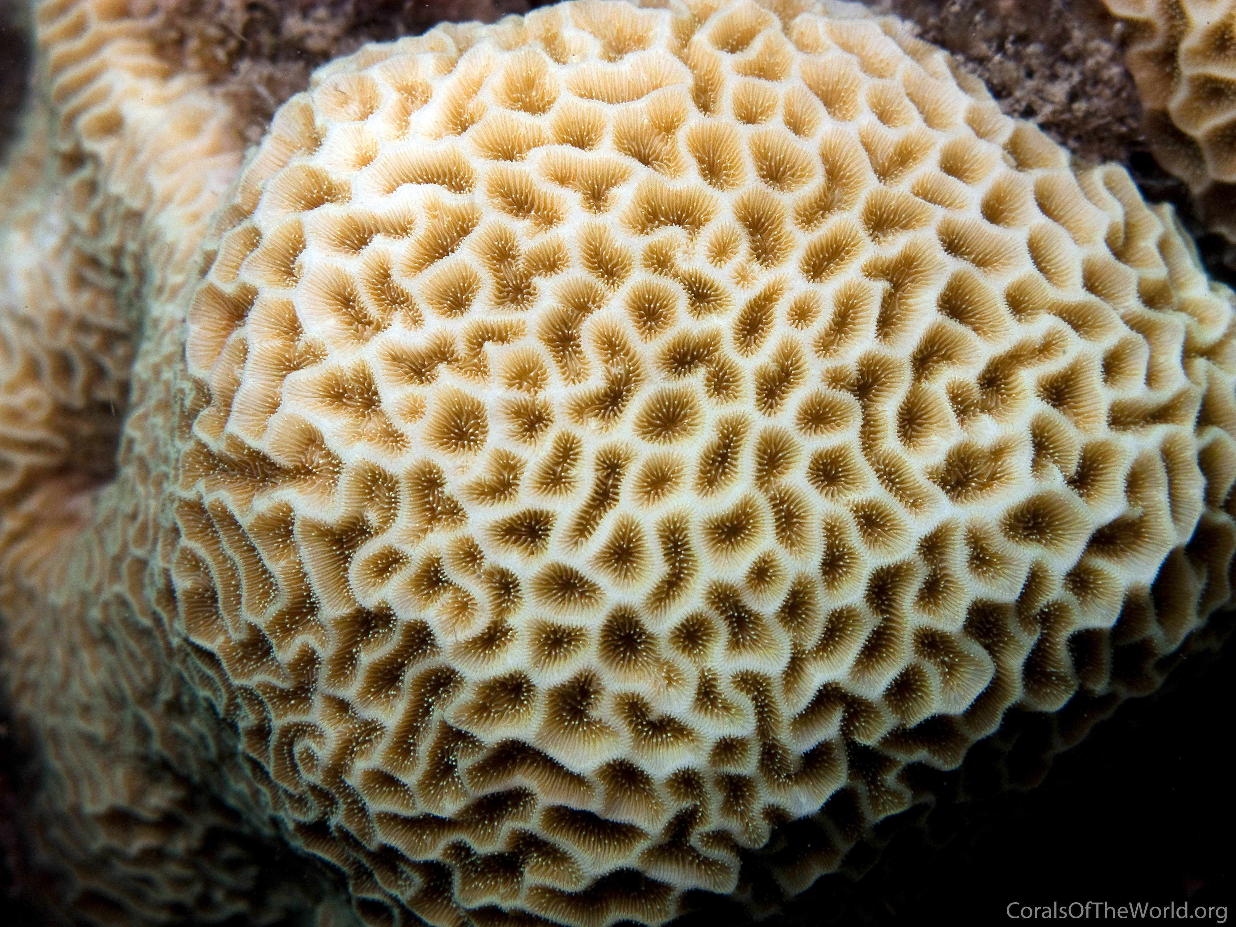 Pavona venosa
