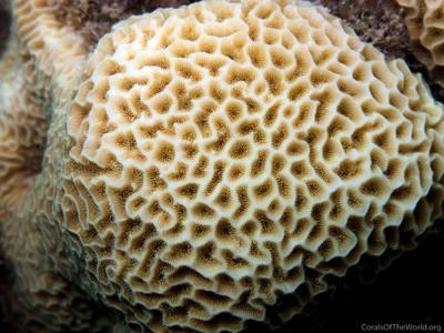 CotW: Pavona venosa