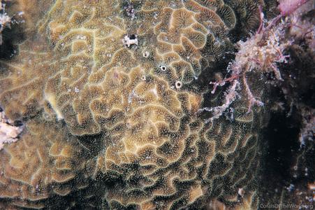 CotW: Pavona venosa