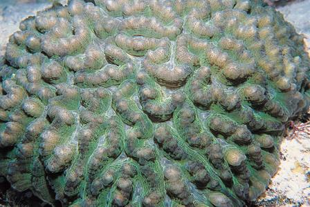 CotW preview: Pectinia africanus