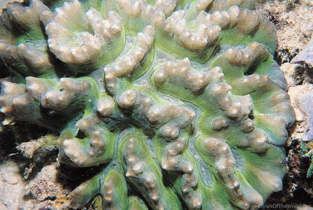 CotW: Pectinia africanus