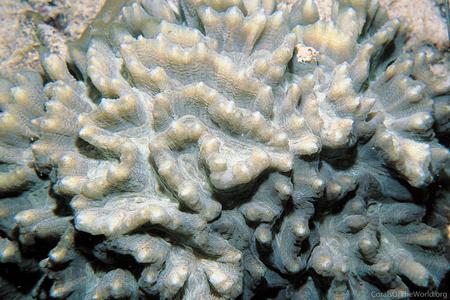 CotW: Pectinia africanus