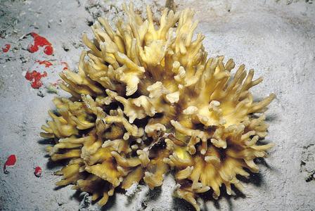 CotW preview: Pectinia alcicornis