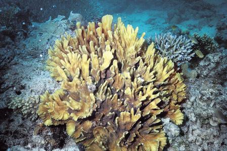 CotW: Pectinia alcicornis