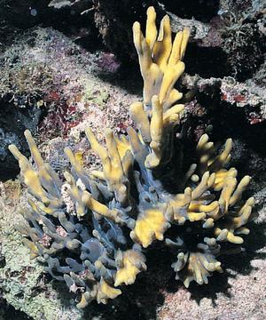 CotW: Pectinia alcicornis