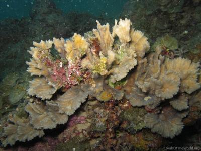 CotW preview: Pectinia ayleni