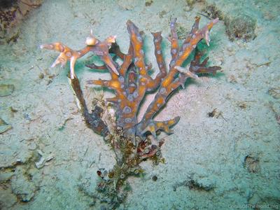 CotW: Pectinia elongata