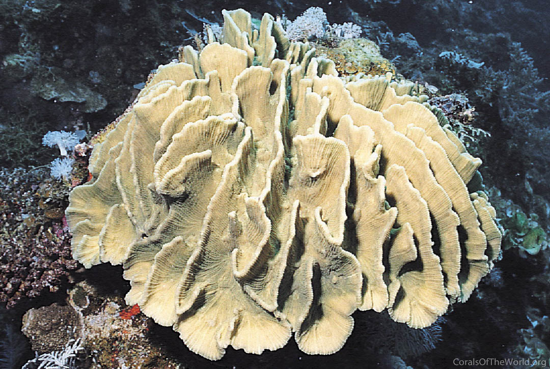 Image from Corals of the World: Pectinia lactuca