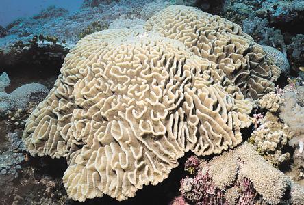CotW: Pectinia lactuca