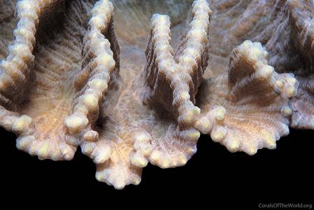 CotW: Pectinia lactuca
