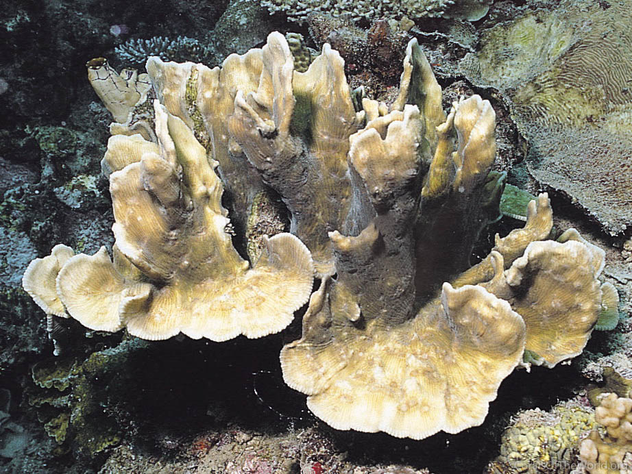 Image from Corals of the World: Pectinia maxima