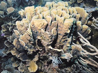 CotW: Pectinia maxima