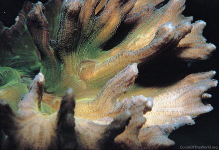 CotW: Pectinia paeonia
