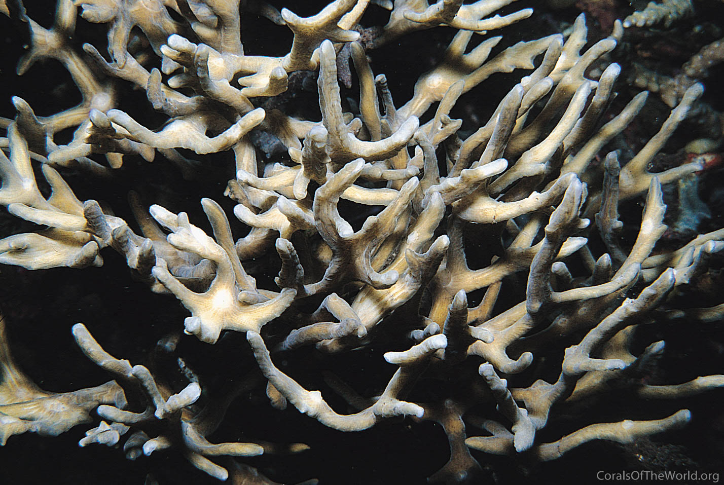 Image from Corals of the World: Pectinia pygmaeus