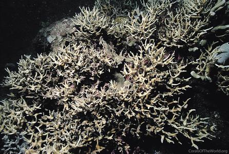 CotW: Pectinia pygmaeus