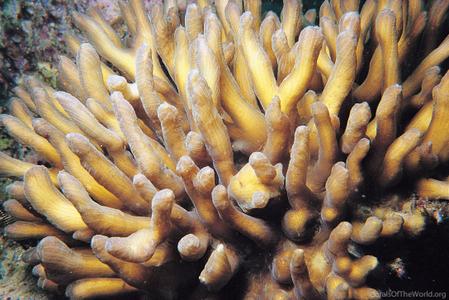 CotW preview: Pectinia teres