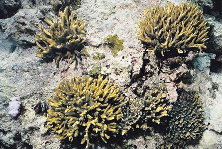 CotW preview: Pectinia teres