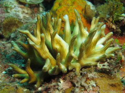 CotW: Pectinia teres