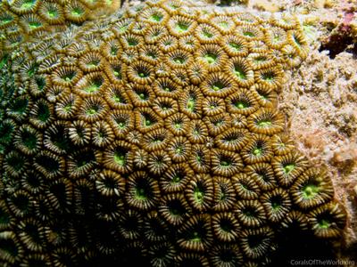 CotW: Phymastrea colemani