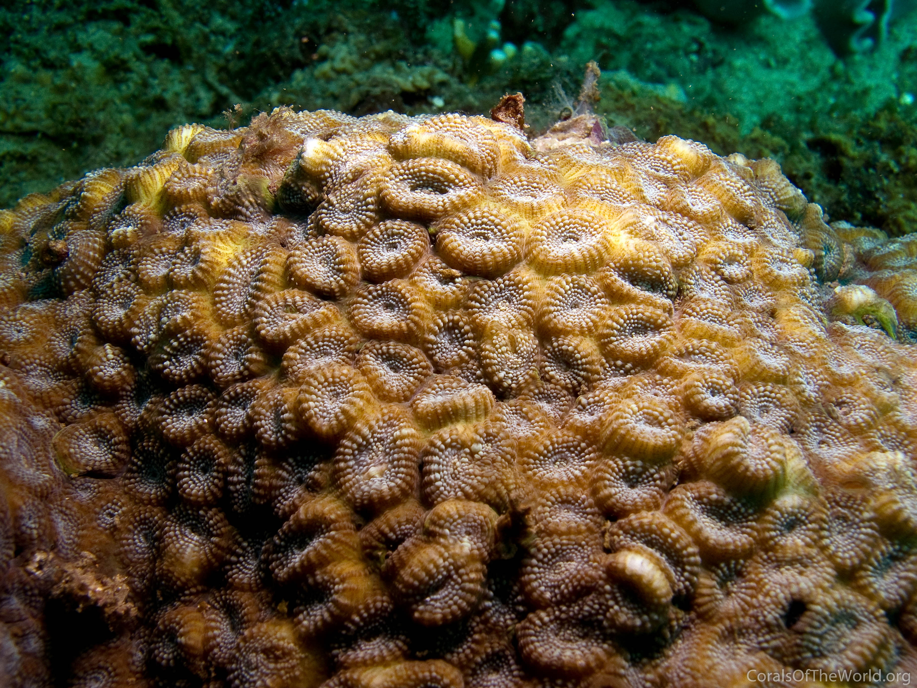 Image from Corals of the World: Phymastrea magnistellata