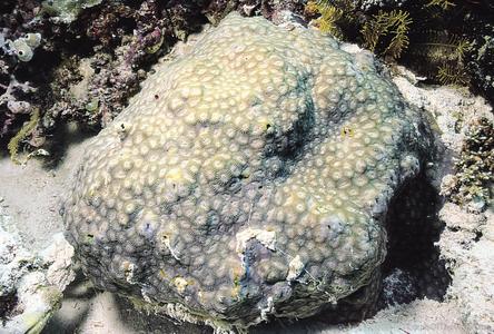 CotW preview: Phymastrea magnistellata