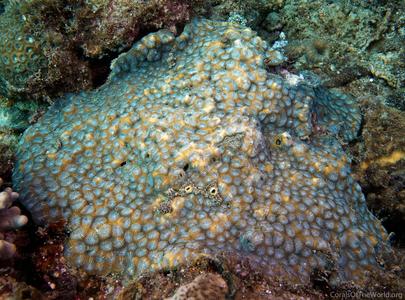 CotW: Phymastrea magnistellata