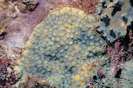 CotW: Phymastrea magnistellata