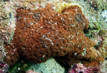 CotW preview: Phymastrea multipunctata