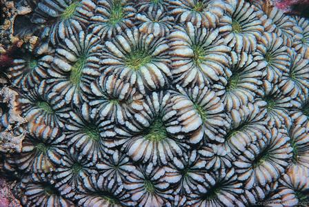CotW preview: Phymastrea valenciennesi