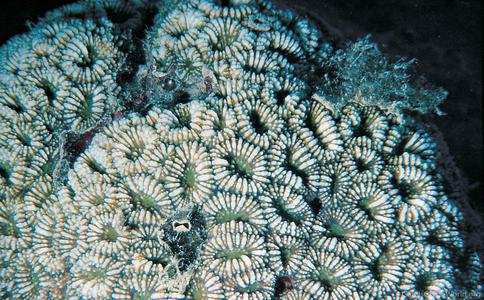 CotW: Phymastrea valenciennesi